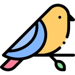 Cockatoo Bird