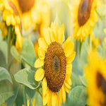 Grow Sunflowers
