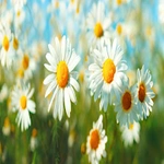 Grow Daisies Flower