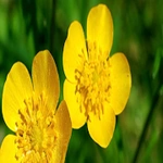 Grow Buttercups Flower