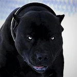 Pitbull Dog Wallpaper HD