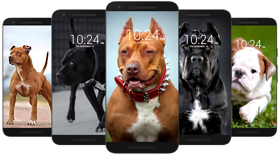 Download and play Pitbull Dog Wallpaper HD on PC with MuMu Player