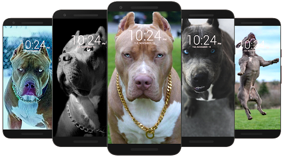 Download and play Pitbull Dog Wallpaper HD on PC with MuMu Player