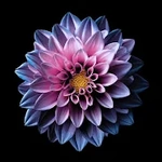 蓮花壁紙