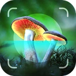 Mushroom Identifier - Picture Mushroom
