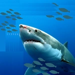 Guide Fish Feed and Grow Game