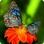 Video and Picture downloader