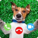 Dog Fake Video Call Prank
