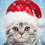 Cadres de Noël Photo
