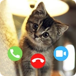 Cat Fake Video Call Prank